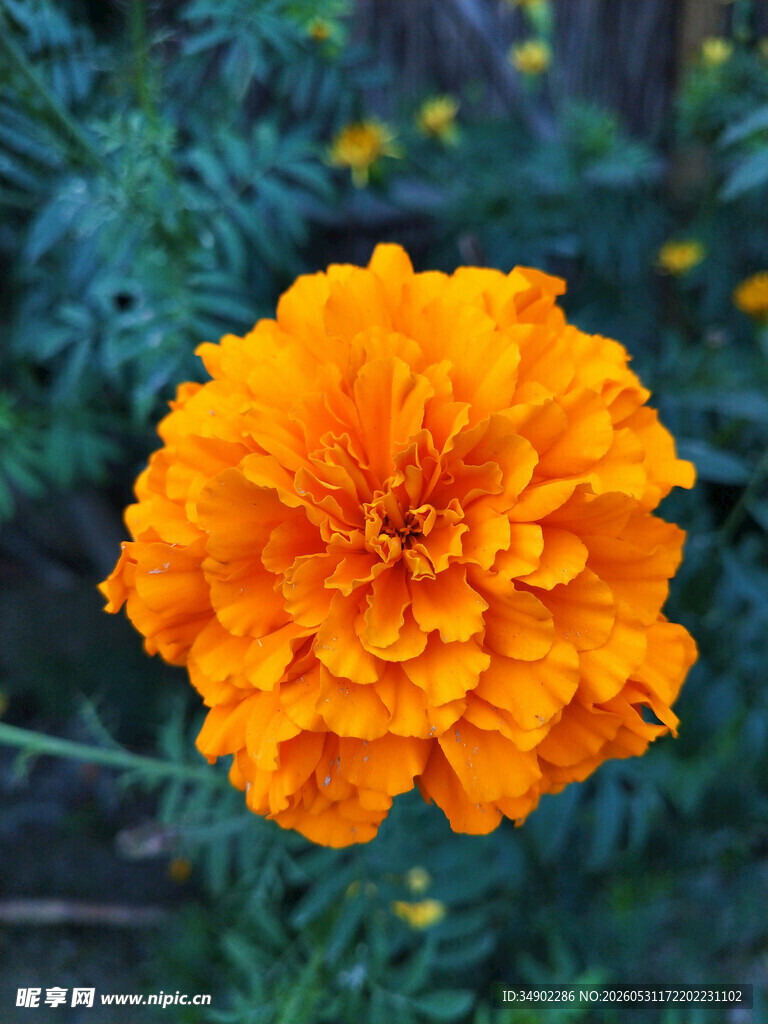 橙色万寿菊特写