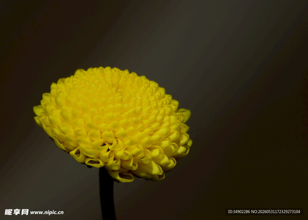 黄色绒球菊花特写