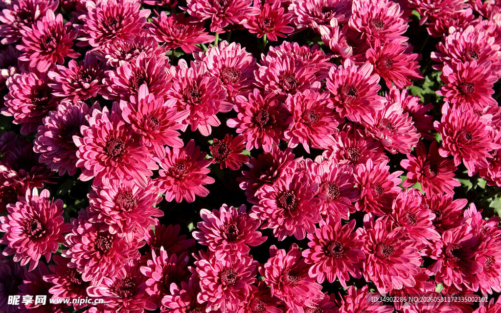 艳丽玫红菊花绽放