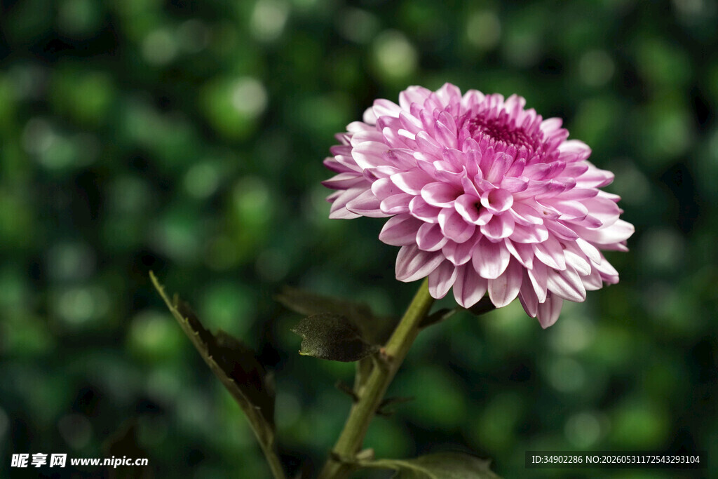 粉色菊花特写