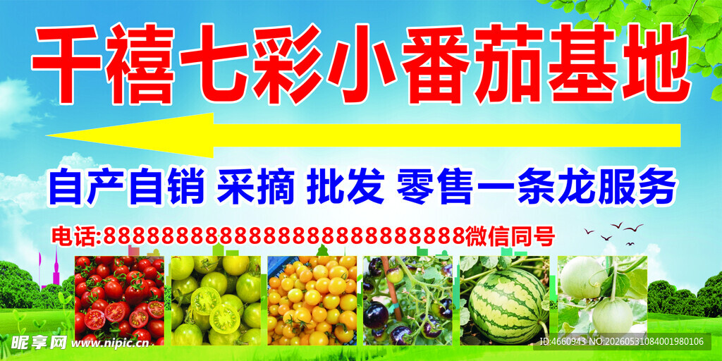 千禧七彩小番茄种植基地