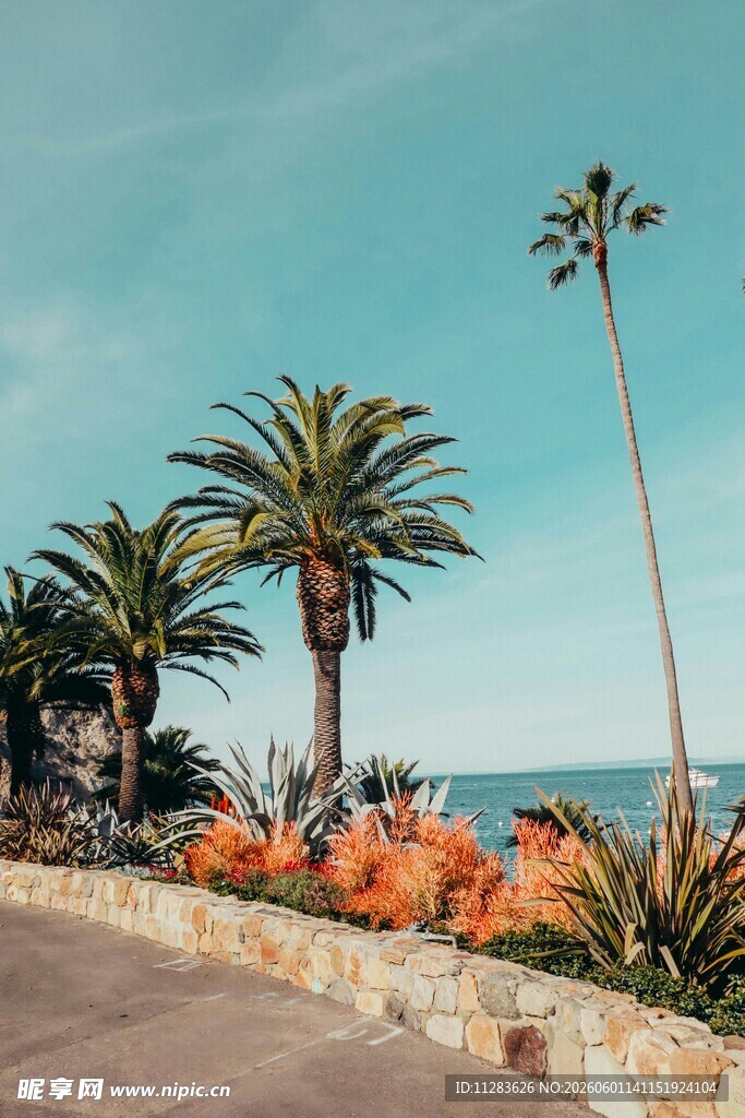 海边路旁的棕榈树与景致