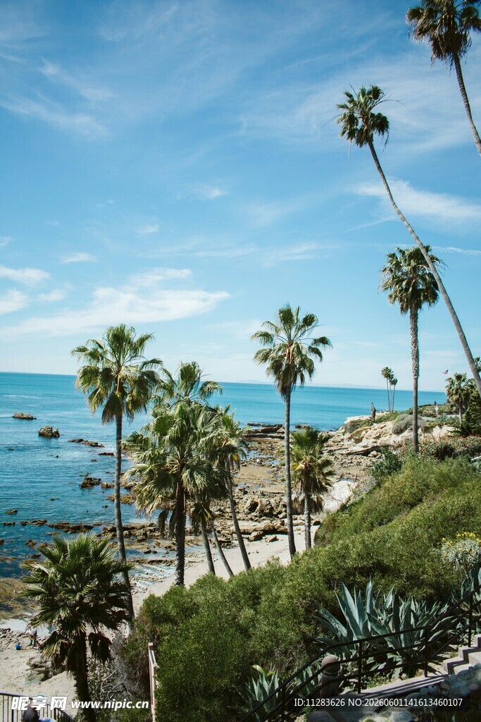 海滨棕榈美景
