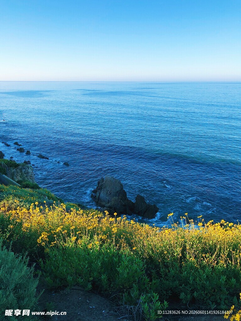 海边黄花绽放