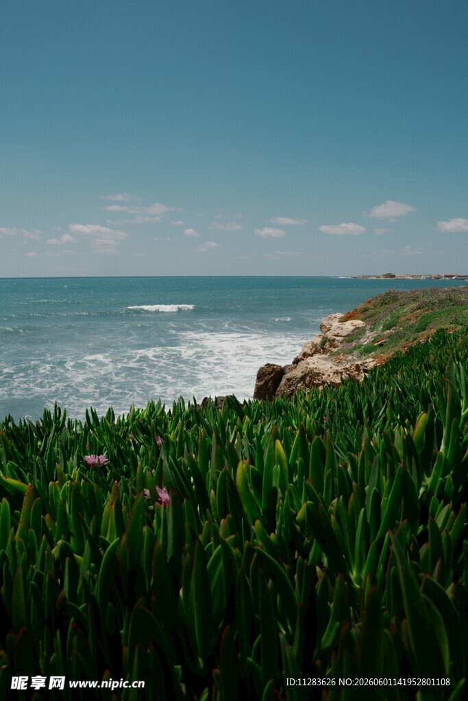 海岸绿植与蔚