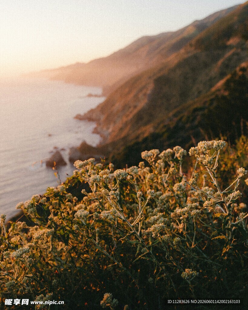 海边日落旁的绚烂花草