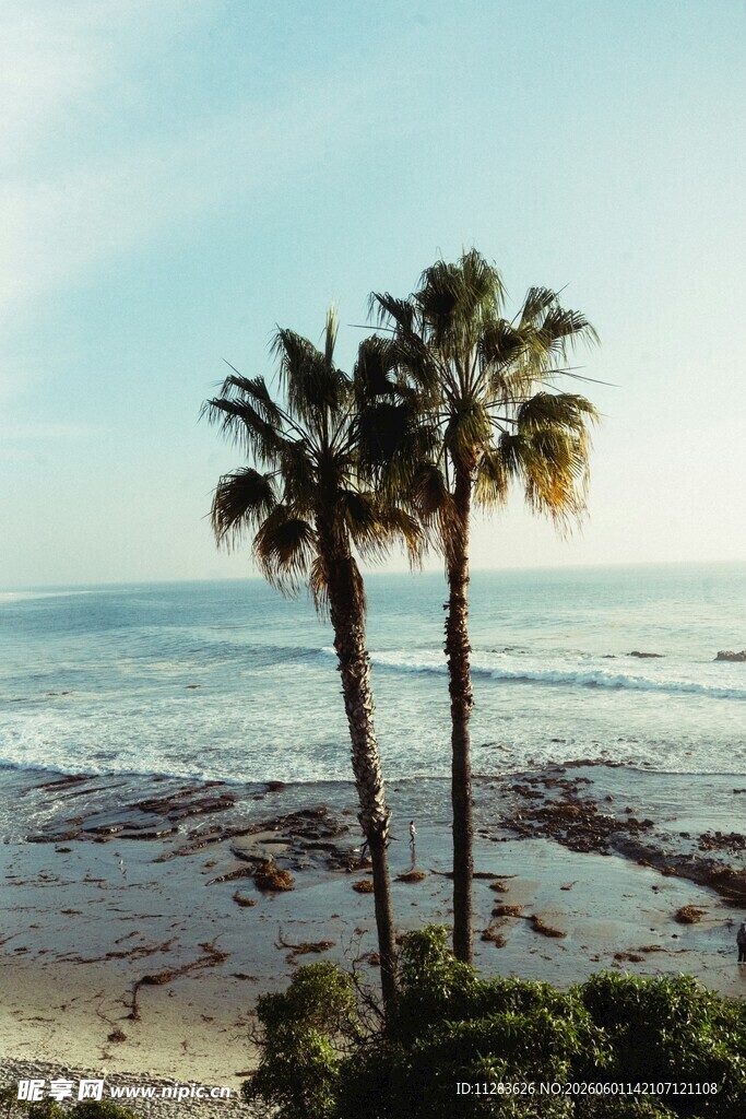 海边椰树美景