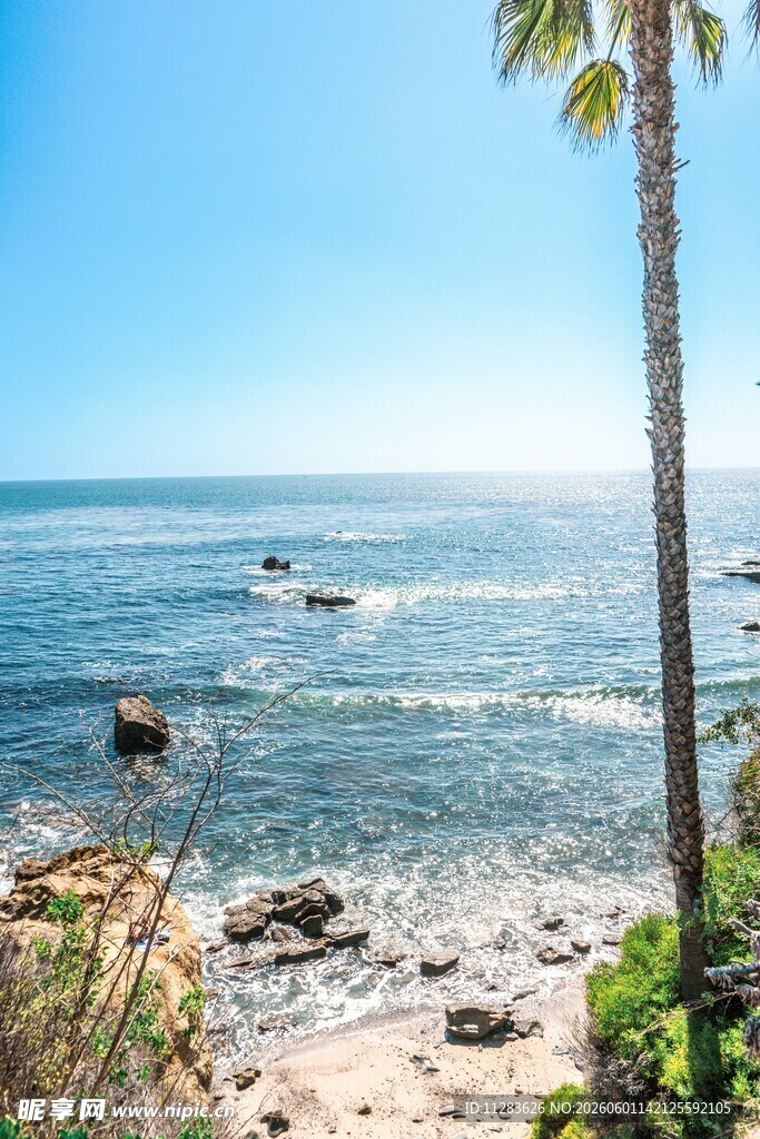 海边风光椰树