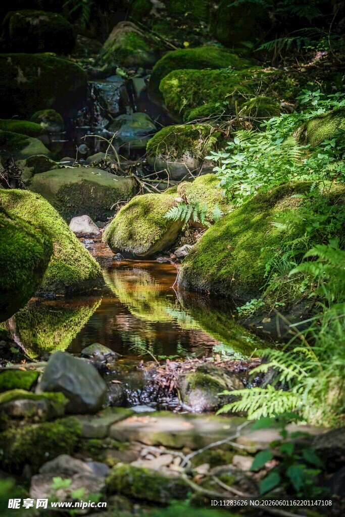 山间苔藓覆盖