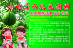 小朋友西瓜采摘园