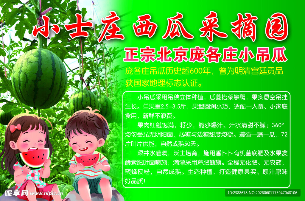 小朋友西瓜采摘园