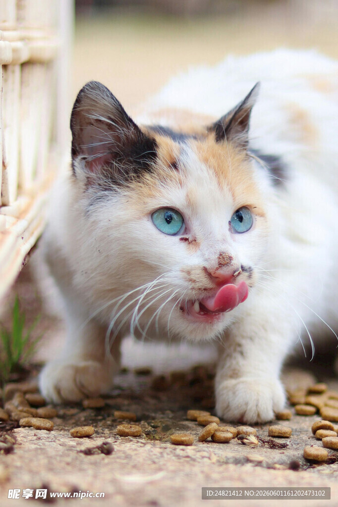 三色猫吐舌卖萌超可爱