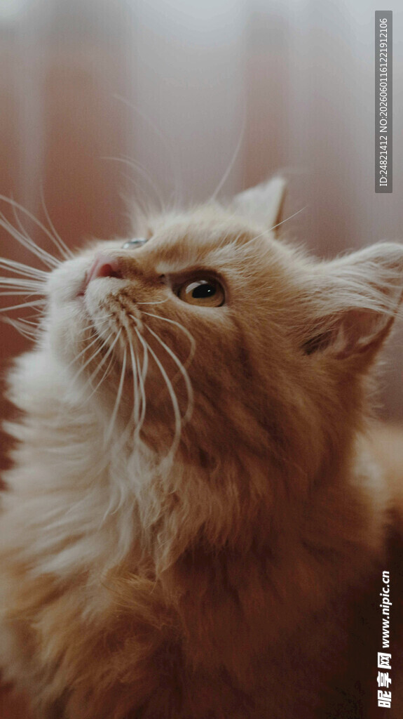 仰头的长毛猫咪