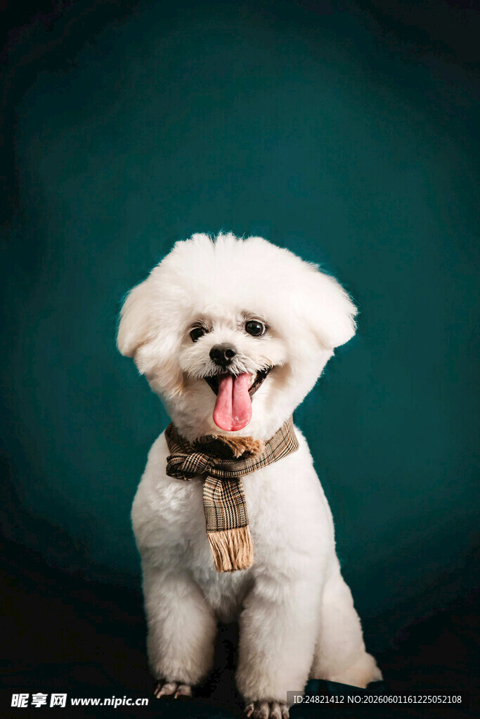 可爱比熊犬吐舌卖萌