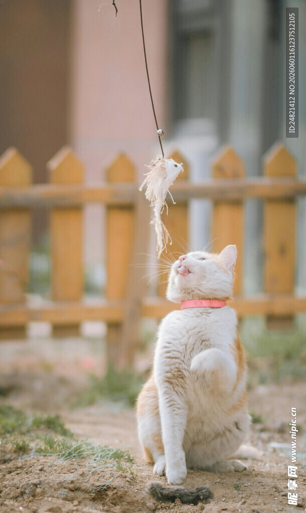 猫咪后腿站立仰头望