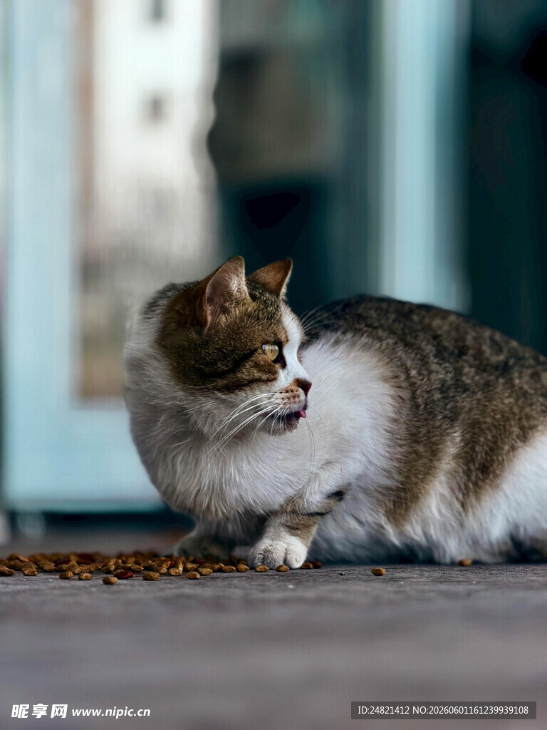 路边的花猫