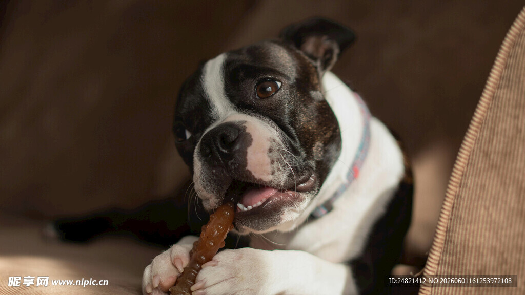 可爱斗牛犬啃咬玩具