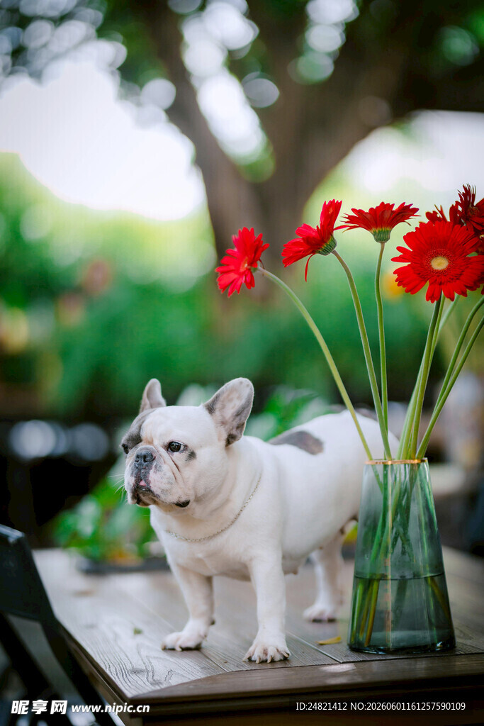 法斗犬与桌前艳丽红花