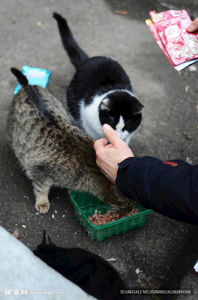 人喂两只可爱猫咪