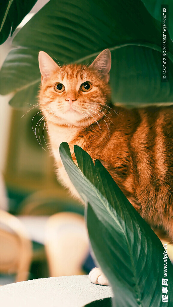 橘猫躲在绿叶间张望