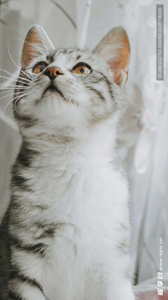 仰头猫咪