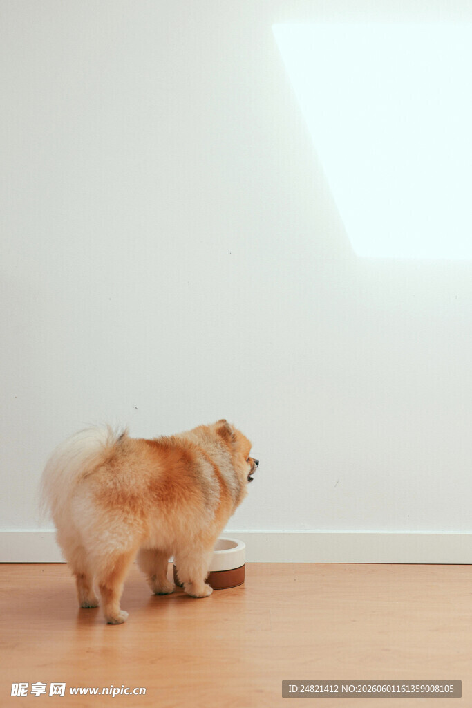 博美犬在木地板上玩耍