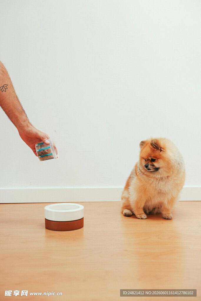 主人喂食可爱博美犬