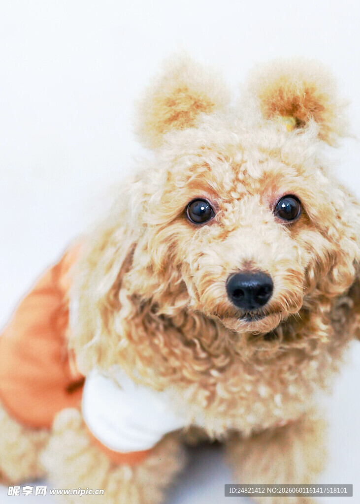 可爱泰迪犬穿着小衣服