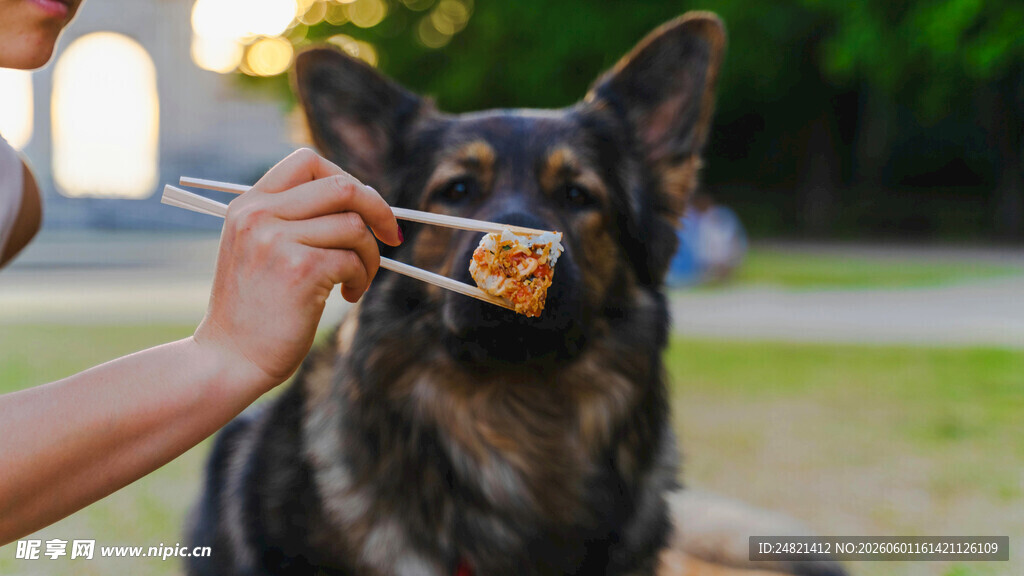 给狗狗刷牙的温馨瞬间