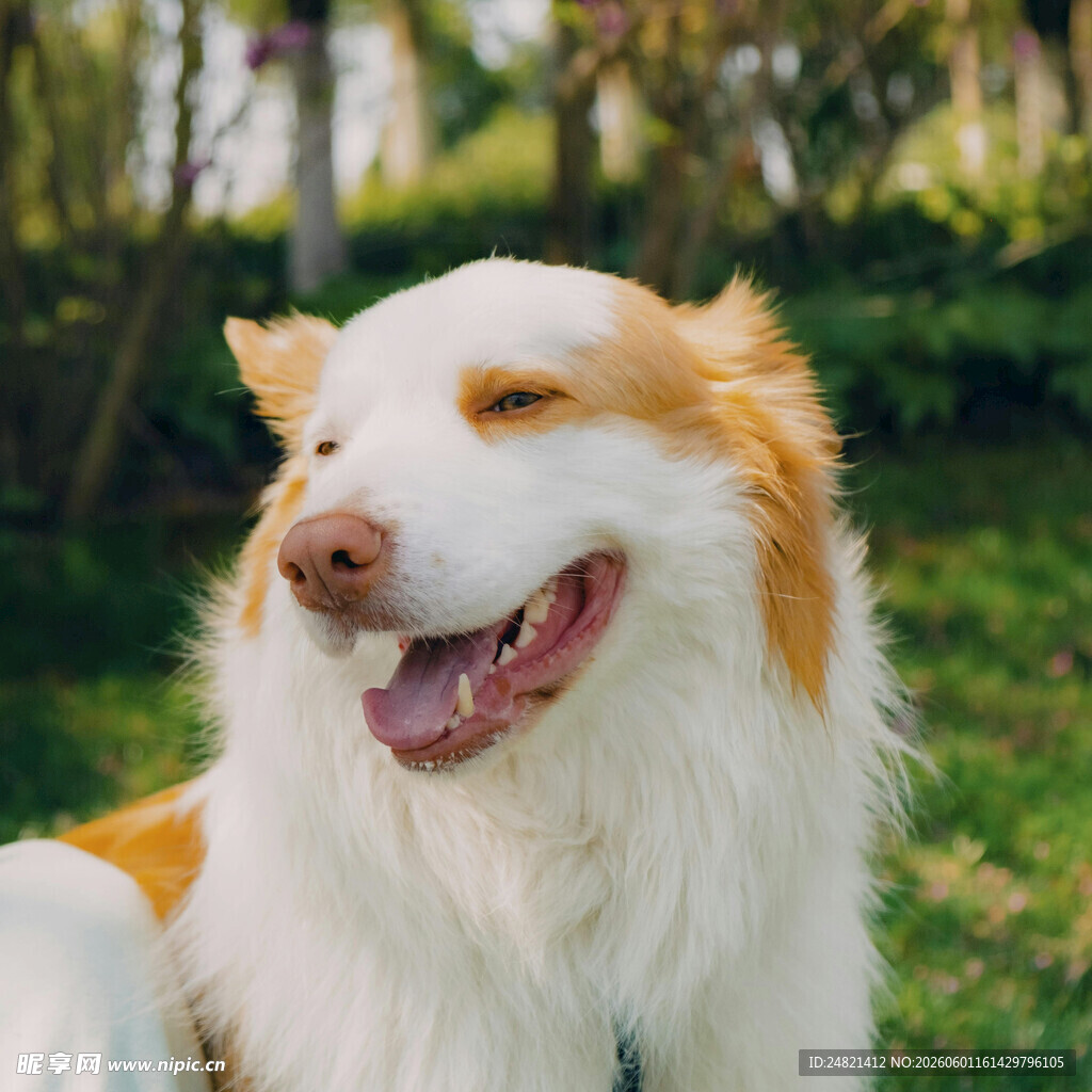 阳光下微笑的边牧犬