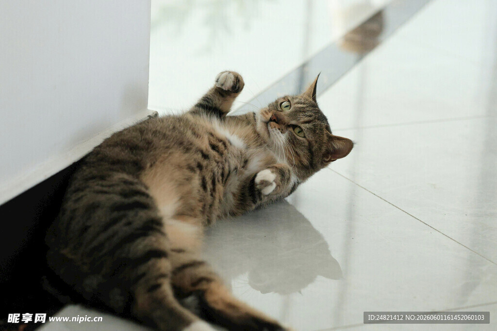 躺卧在角落的可爱花斑猫