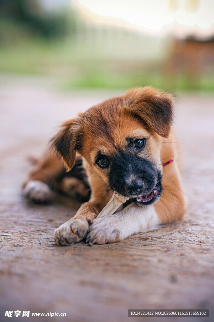 趴着的可爱小幼犬