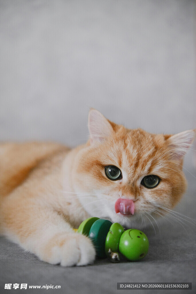 橘猫玩绿色小球