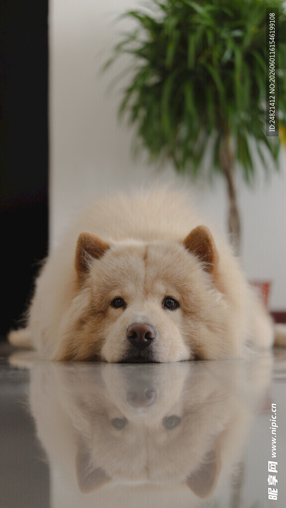 趴地的可爱松狮犬