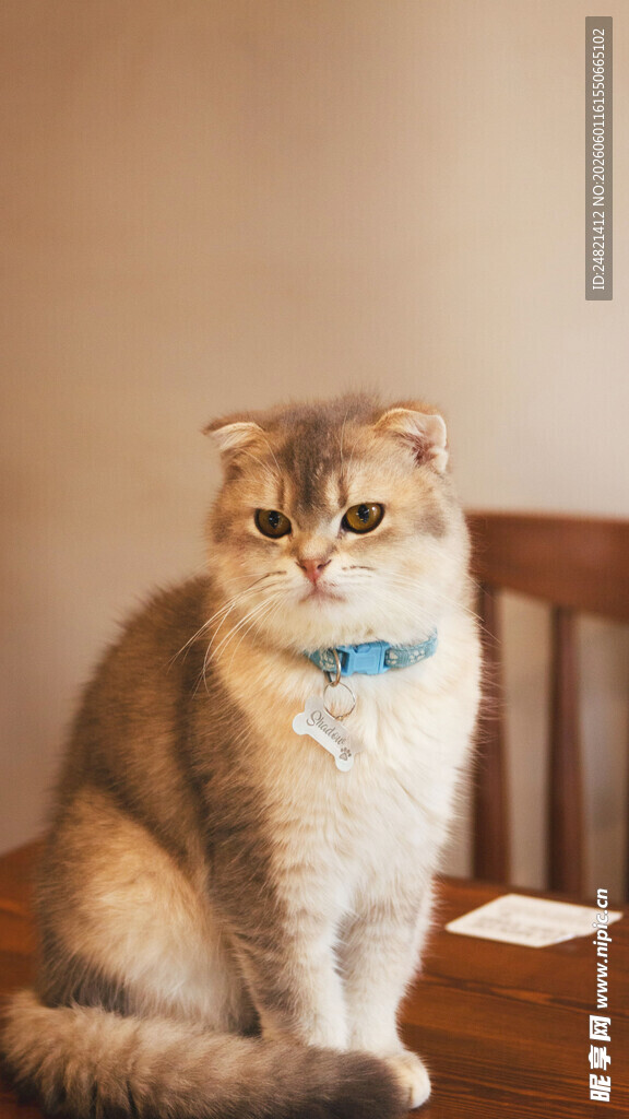 可爱猫咪端坐
