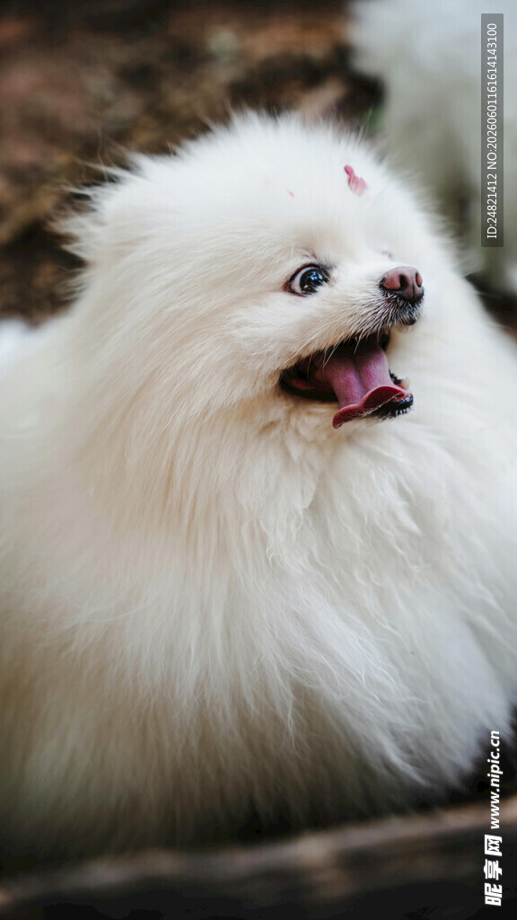 可爱白毛博美犬