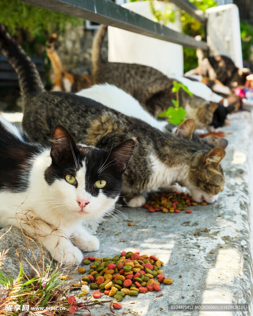 猫咪在户外享用美味猫粮