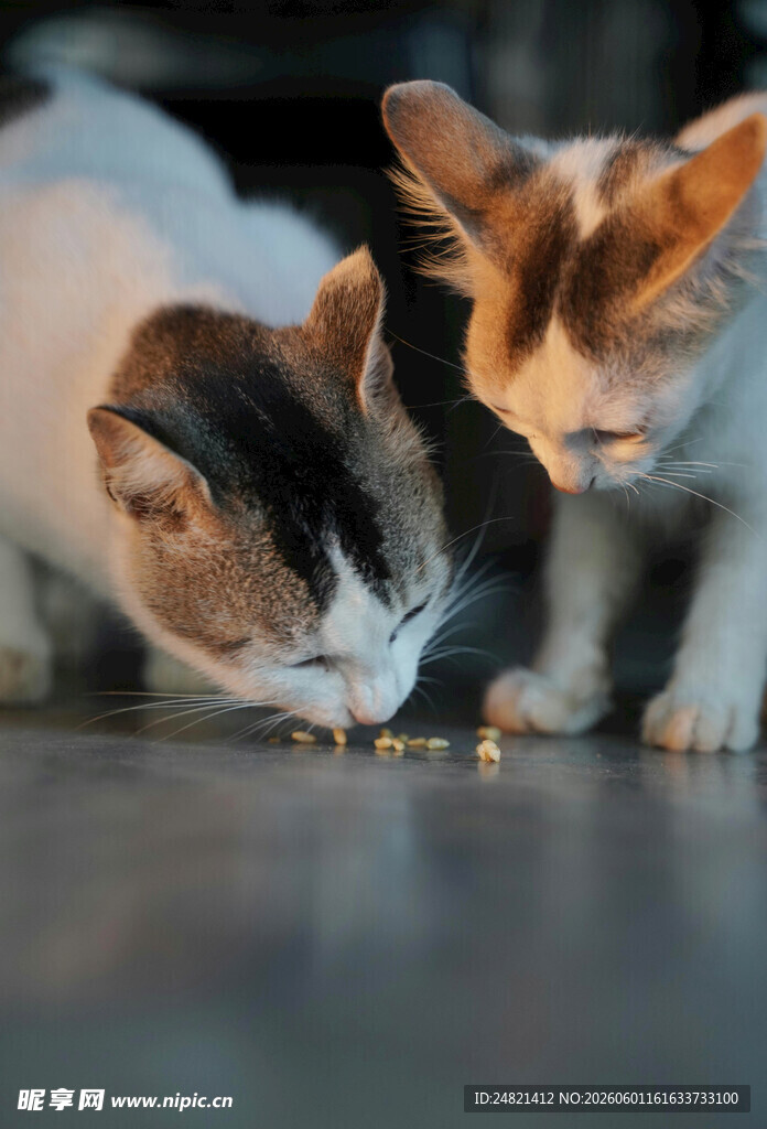 三只猫咪低头进食瞬间