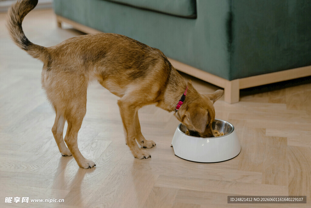 狗狗低头进食的温馨瞬间