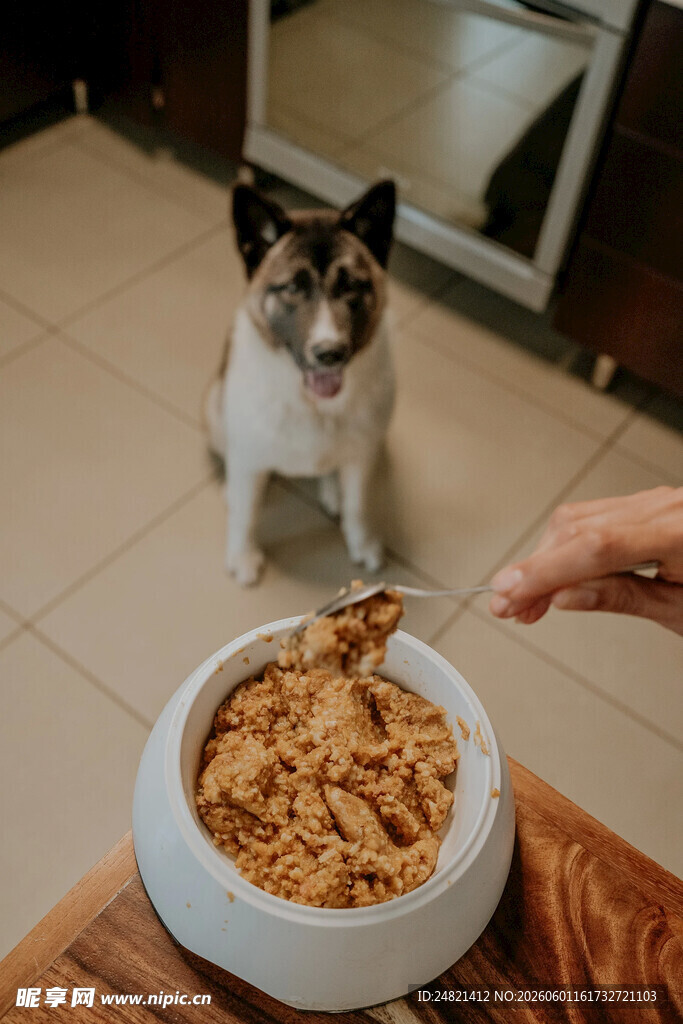小狗等待喂食的温馨瞬间