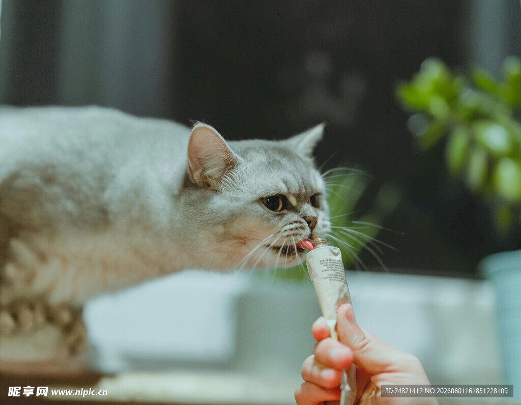 猫咪张嘴吃主人喂的食物