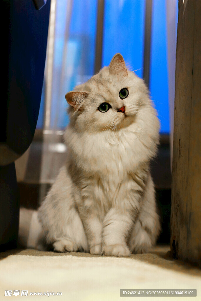可爱长毛猫坐于室内角落