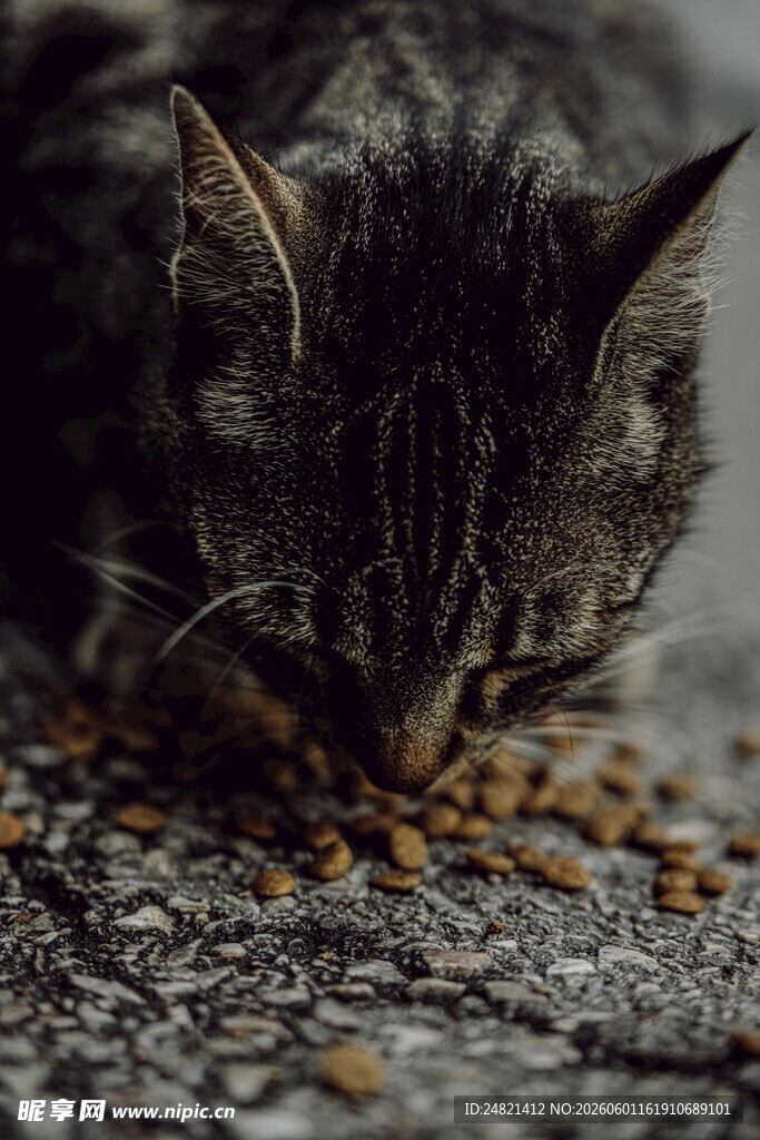 猫咪专注进食猫粮