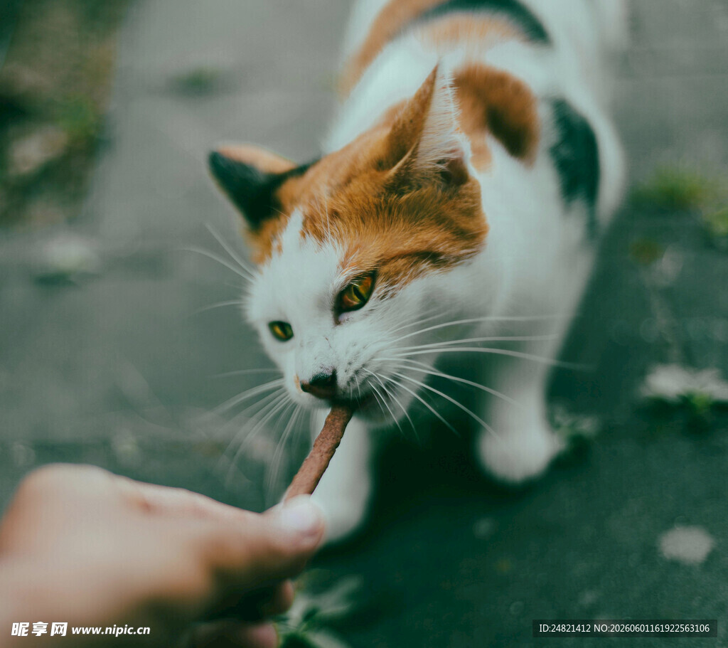 猫咪伸舌舔食手指瞬间