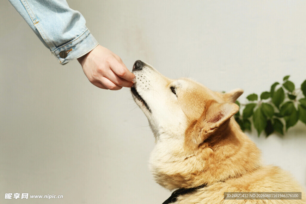 主人喂食可爱柯基犬