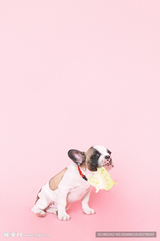 粉色背景下的可爱法斗犬