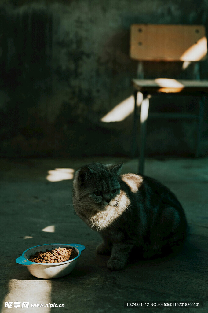 黑暗中进食的猫咪