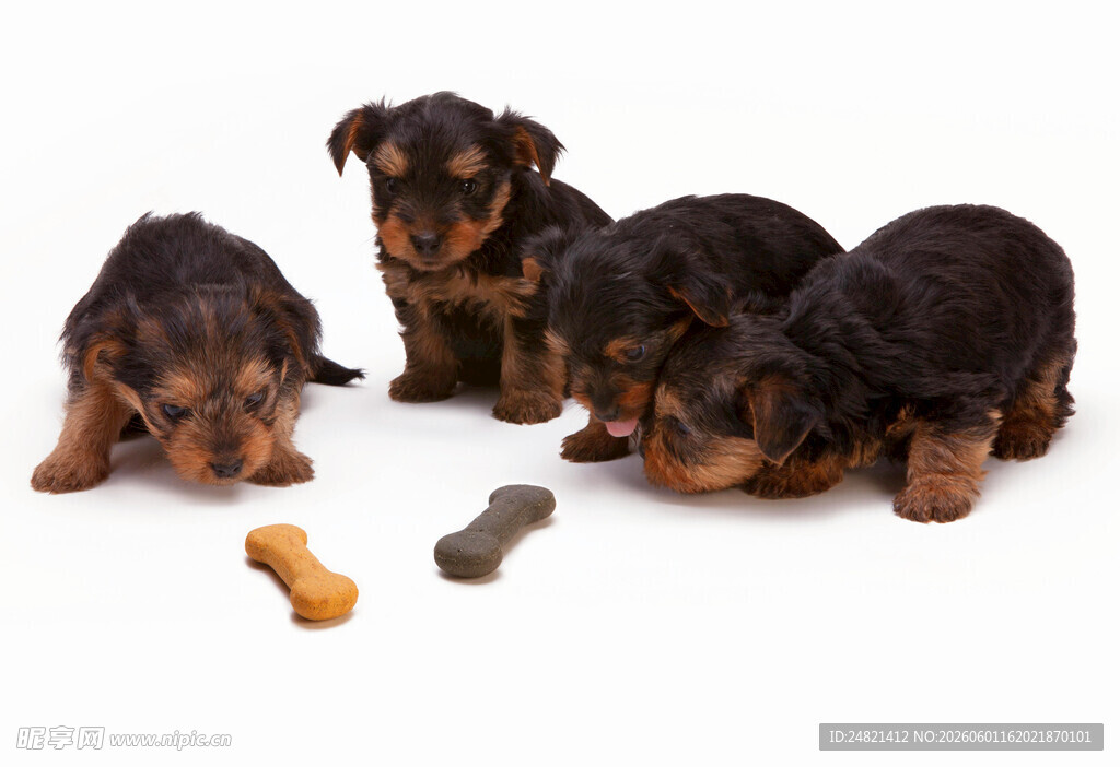 可爱幼犬与零食