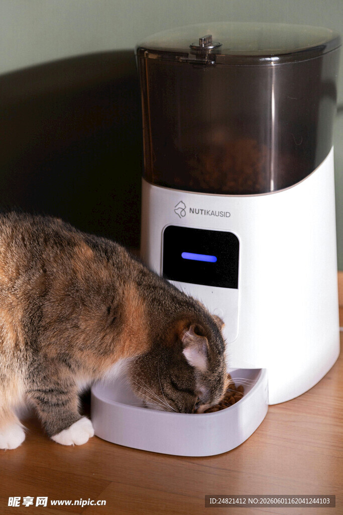 猫咪使用自动喂食器进食