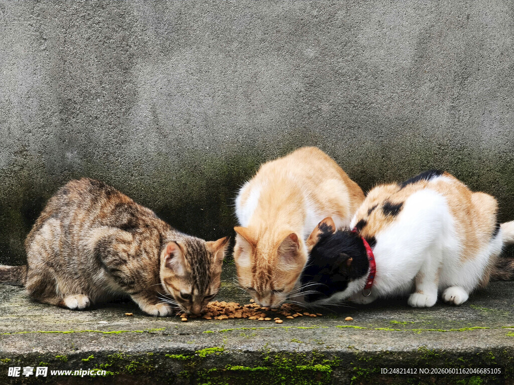 猫咪们专注进食画面